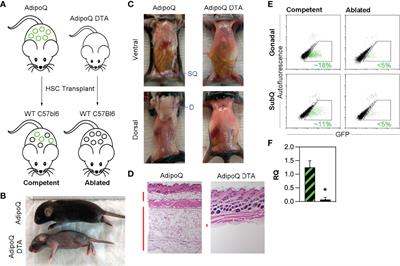 Hematopoietic Stem Cell-Derived Adipocytes Modulate Adipose Tissue Cellularity, Leptin Production and Insulin Responsiveness in Female Mice